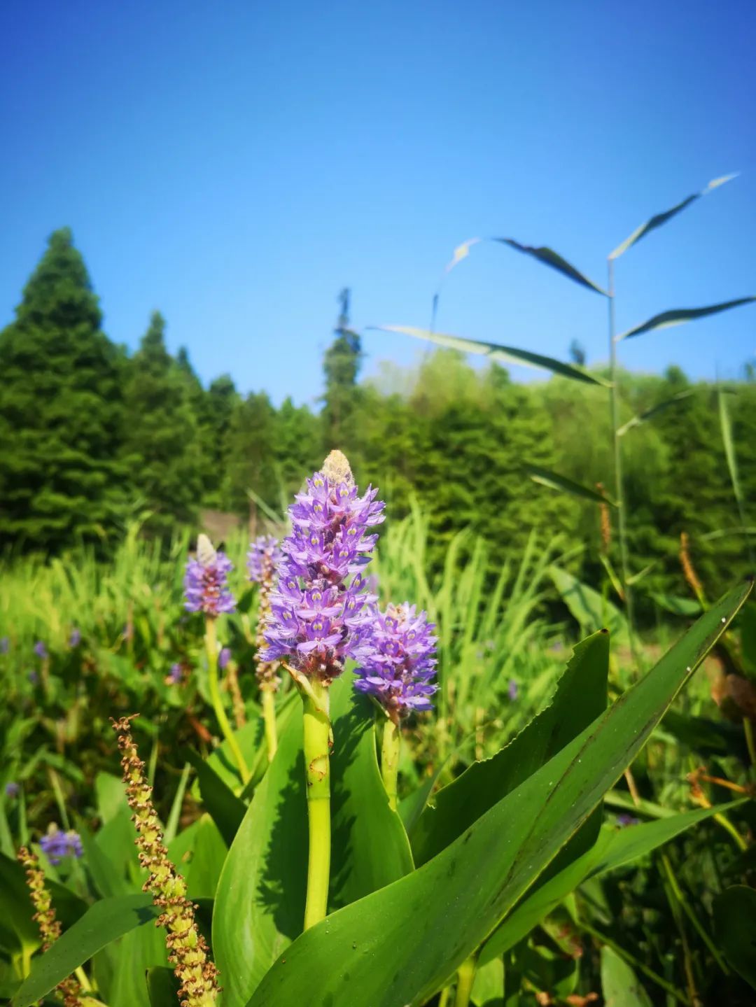 湿地银莲花-中国湿地植物-图片