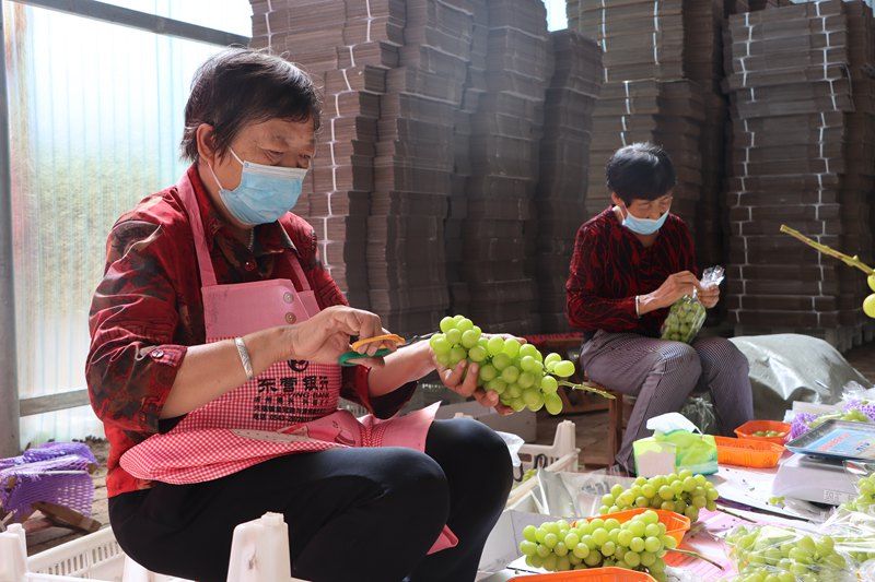 《人民网》:山东博兴:葡萄种植 助农增收 20220922 - 关注森林
