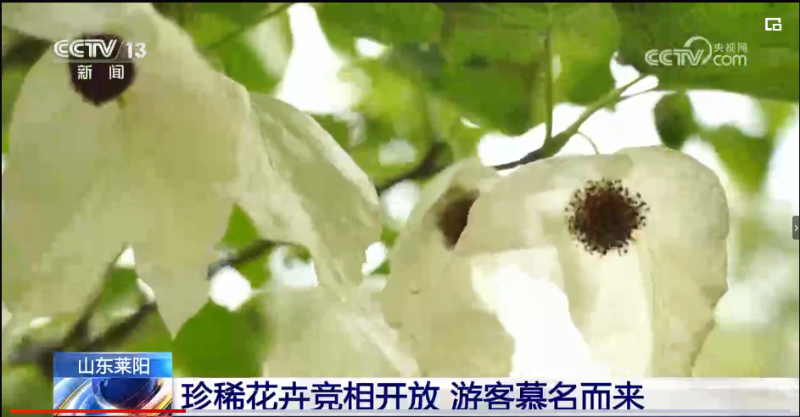 央視[新聞直播間]：山東萊陽 珍稀花卉競相開放 游客慕名而來  20230426