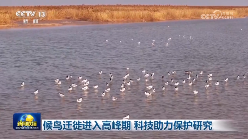 CCTV-《新闻联播》:候鸟迁徙进入高峰期 科技助力保护研究 20240331 - 关注森林