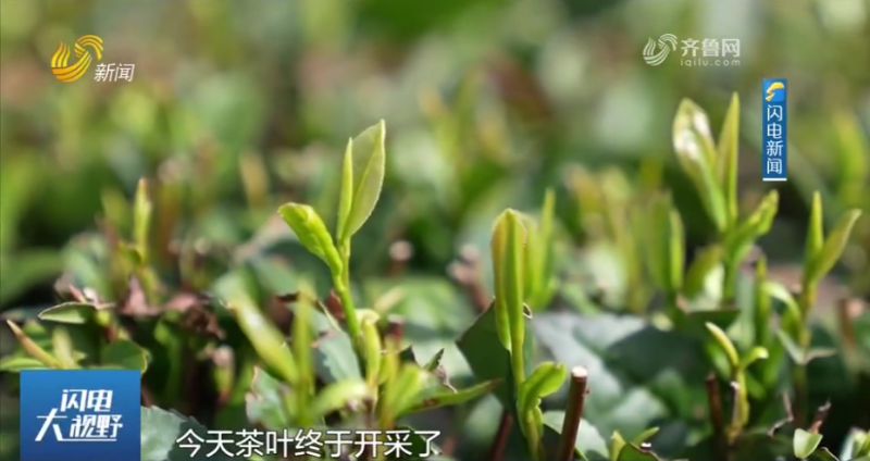 山东卫视《闪电大视野》：日照岚山：春茶来了 16万亩日照绿茶进入采摘季  20240416
