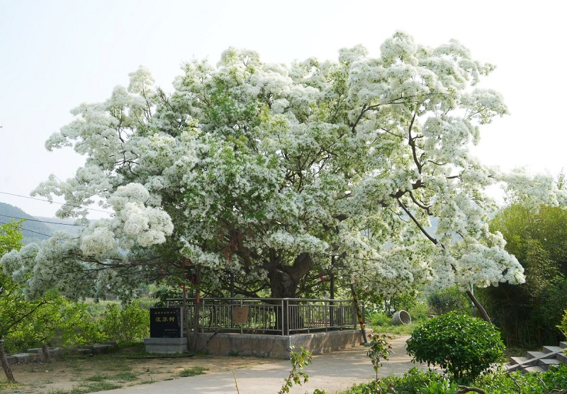 珍愛古樹名木，保護(hù)自然遺產(chǎn)——沂源縣自然資源局開展古樹名木保護(hù)科普宣傳活動