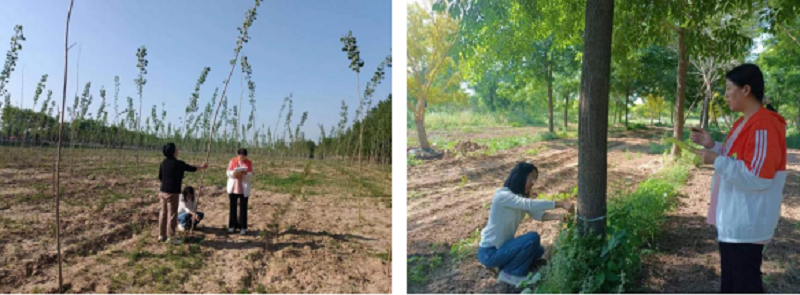 武城县自然资源局开展林草种苗质量抽查工作