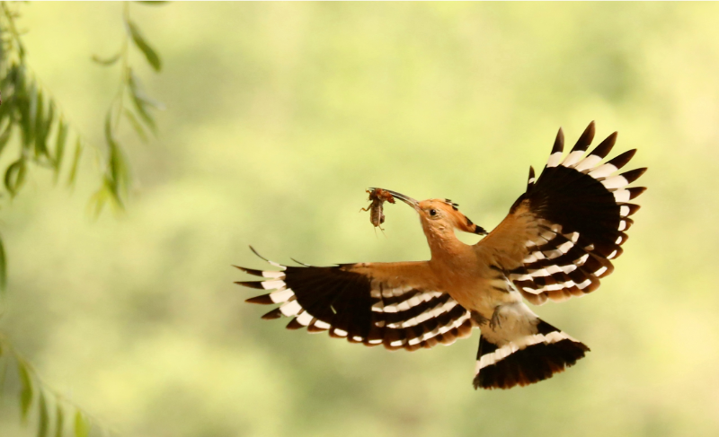 勸君莫打三春鳥(niǎo)，子在巢中望母歸—常見(jiàn)鳥(niǎo)類(lèi)科普系列之戴勝3