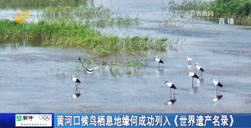 山東齊魯頻道《每日新聞》：黃河口候鳥棲息地緣何成功列入《世界遺產(chǎn)名錄》  20240901