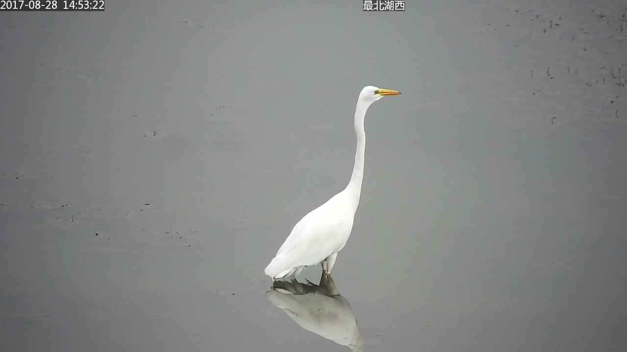 阅海湿地最高傲的水鸟大白鹭的独步走秀照