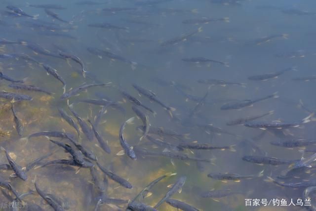 鱼类洄游,并非刀鱼洄游