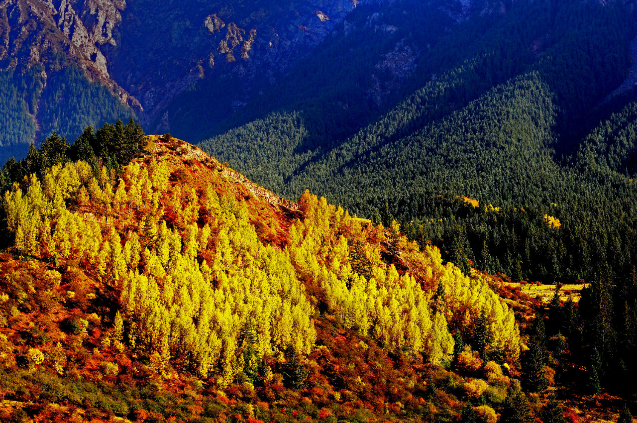 【风光摄影】甘肃祁连山国家级自然保护区-森林旅游处-森林旅游