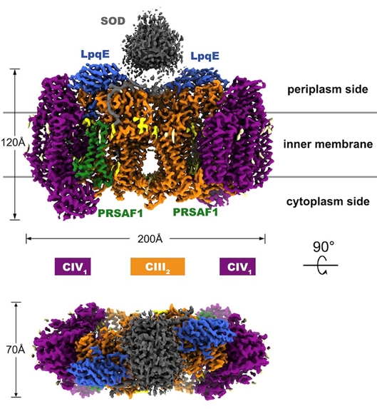 分枝杆菌呼吸链超级复合物CIII2CIV2SOD2的3.5 �分辨率冷冻电镜结构（南开大学供图）