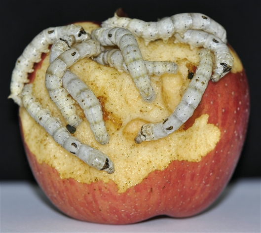 GR66突变的蚕宝正在吃苹果（谭安江供图）