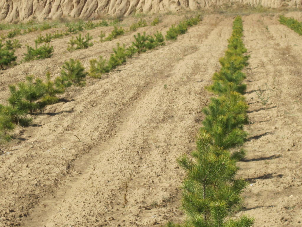 2011中国绿公司年会碳中和林栽植的樟子松生长情况