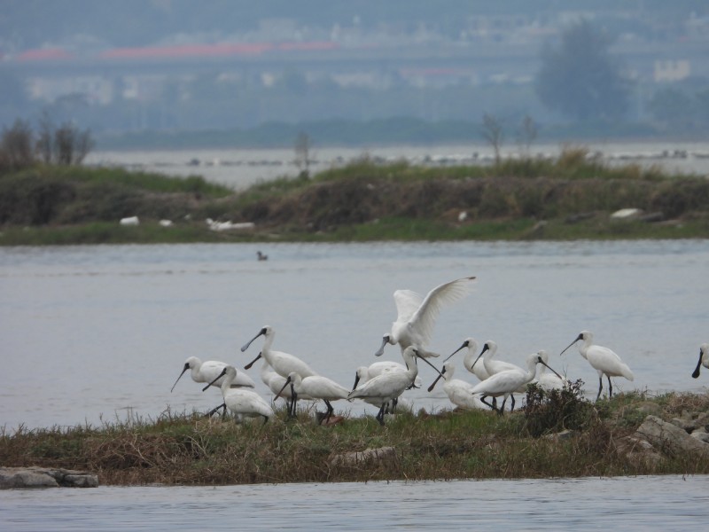 漳江口红树林保护区开展沿海水鸟同步调查