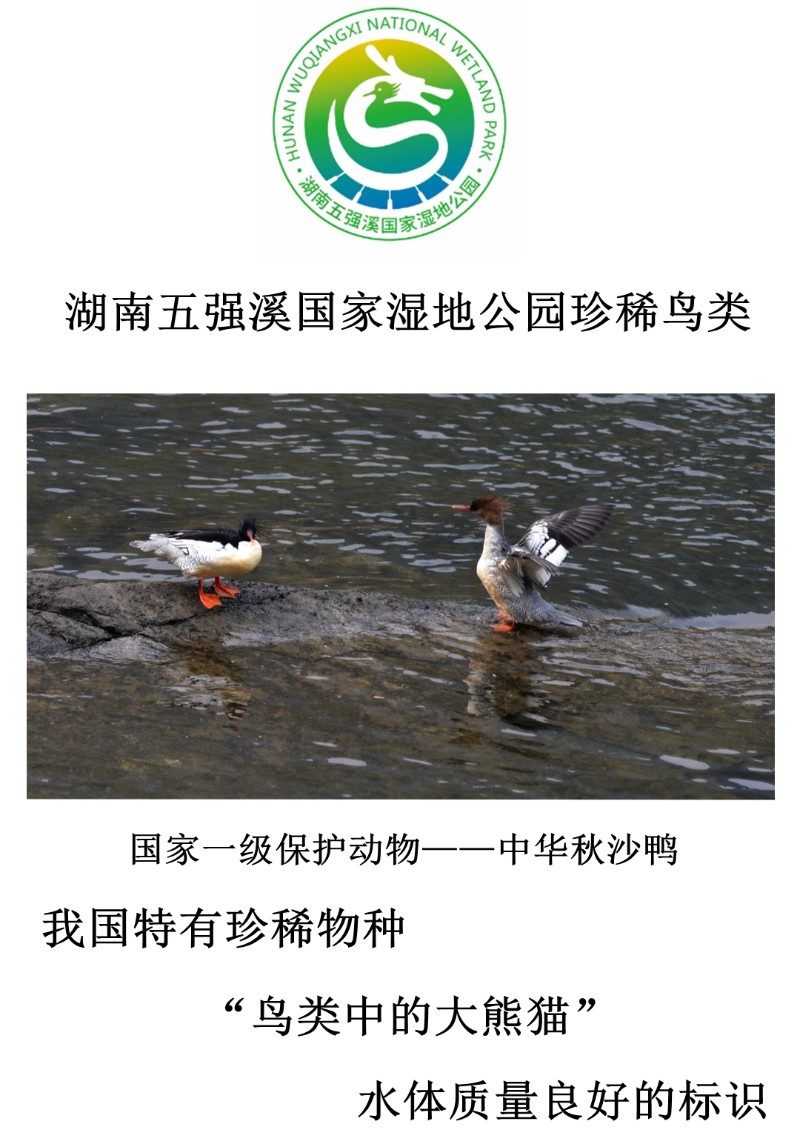第7页五强溪湿地公园鸟类中华秋沙鸭