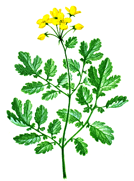 plants-celandine-1