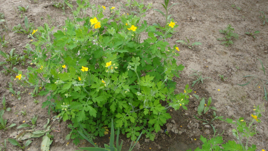 日月峡里的中草药-白屈菜(土黄连)