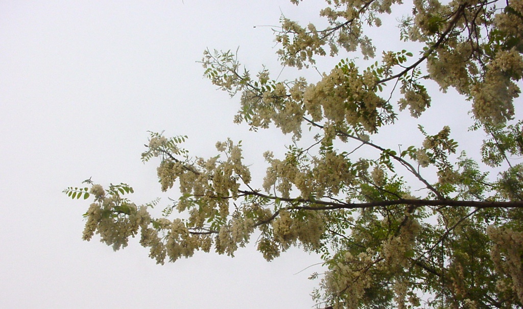 20040428bjs-xihu05