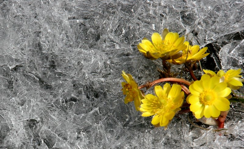 雪中冰凌花09x