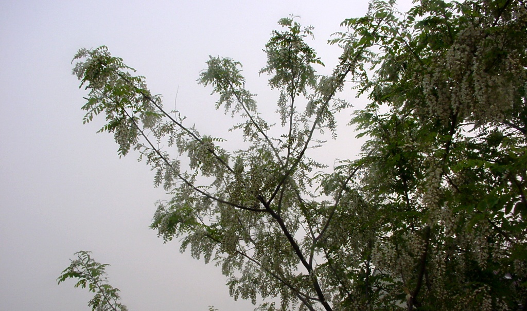 20040428bjs-xihu12