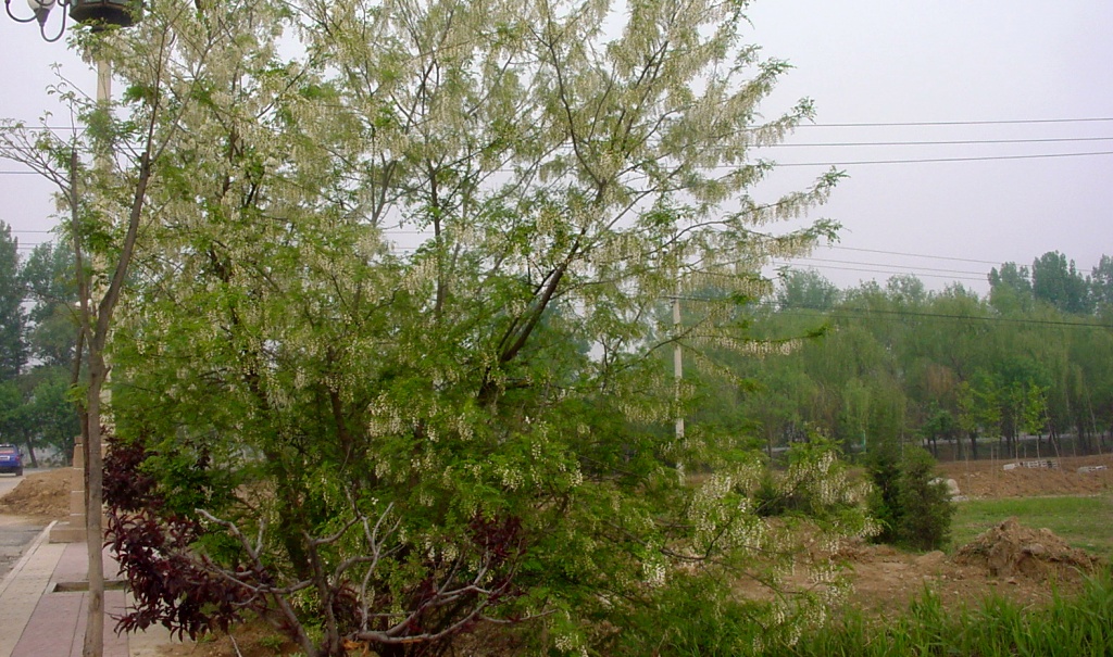 20040428bjs-xihu13