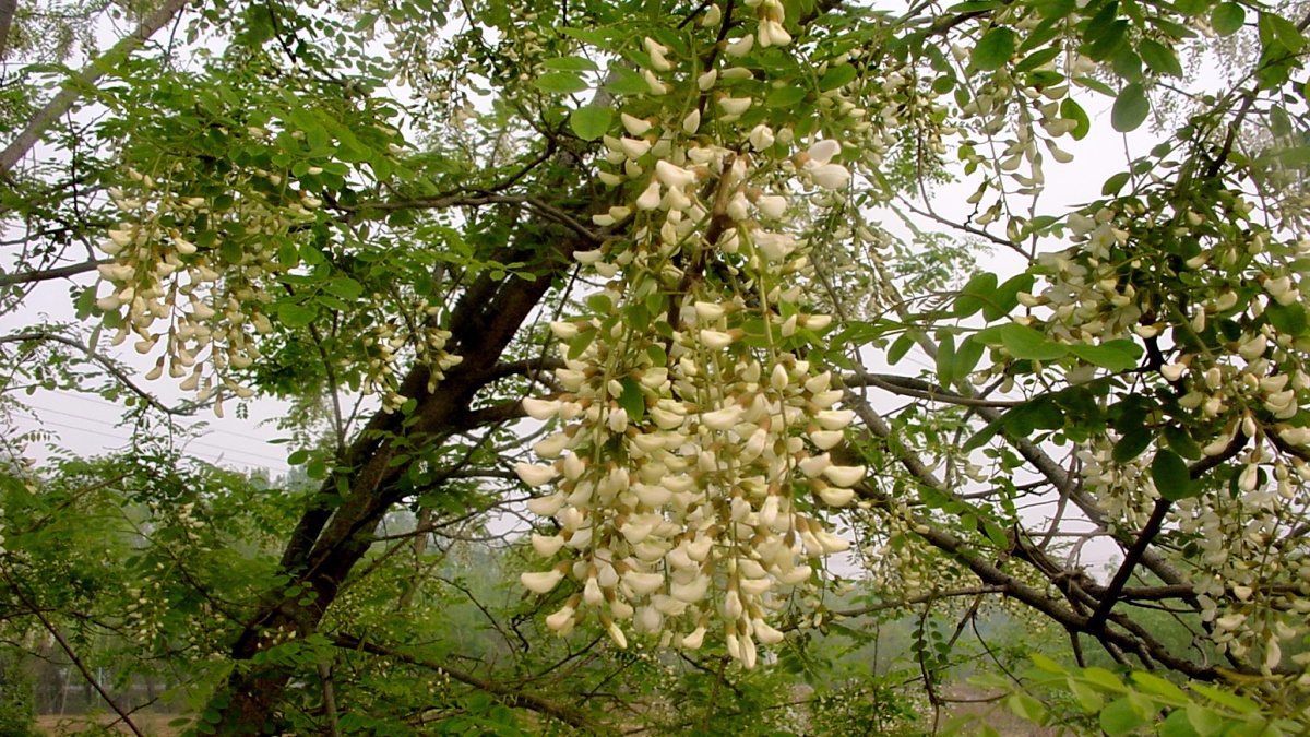 20040428槐花02