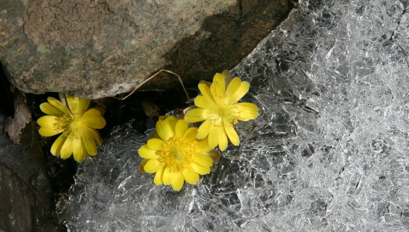 雪中冰凌花11x