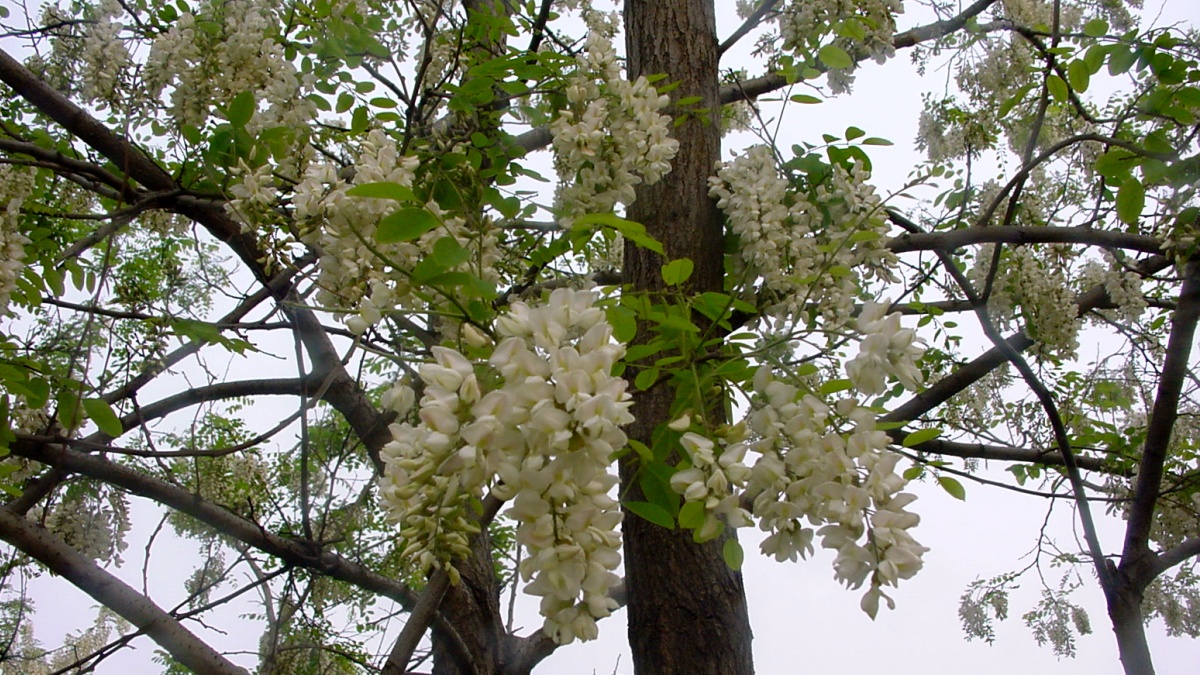 20040428槐花01