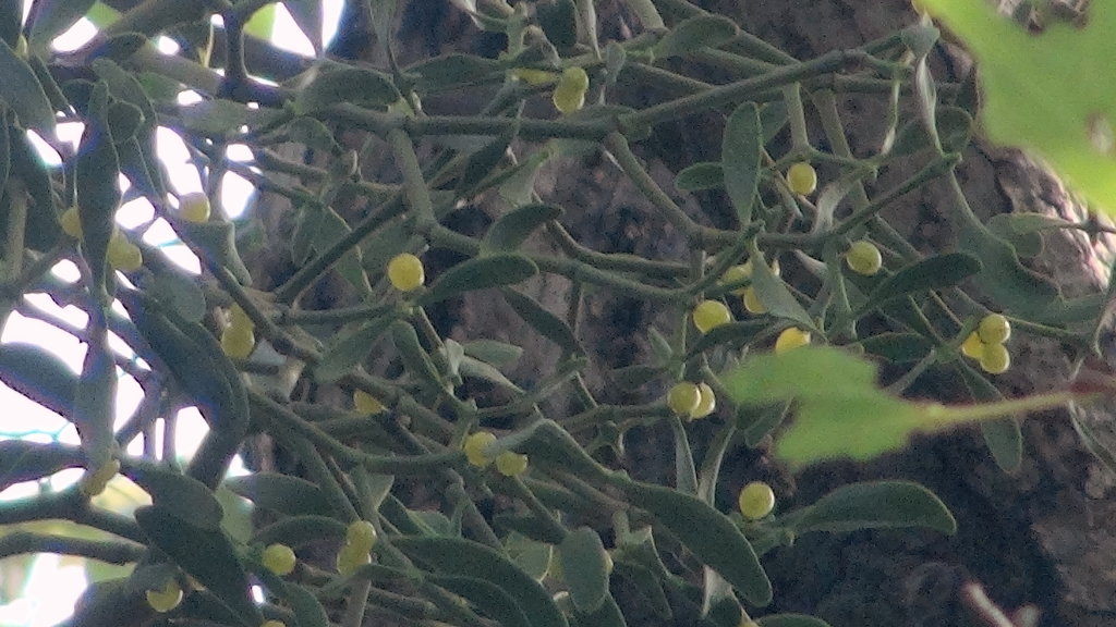 日月峡中草药:槲寄生(桑寄生)