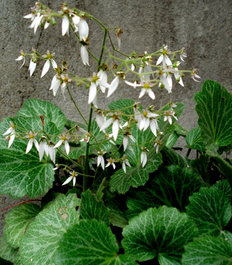 日月峡中草药虎耳草