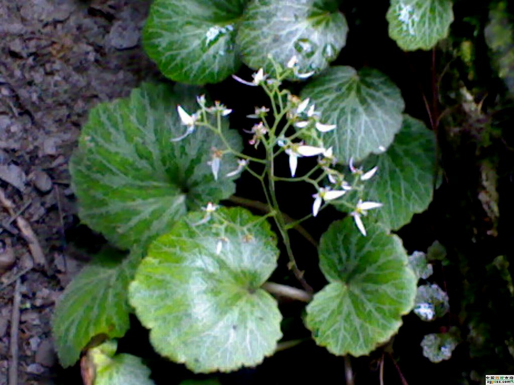 日月峡中草药虎耳草