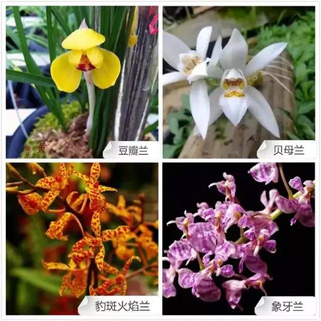 68种兰花图解大全