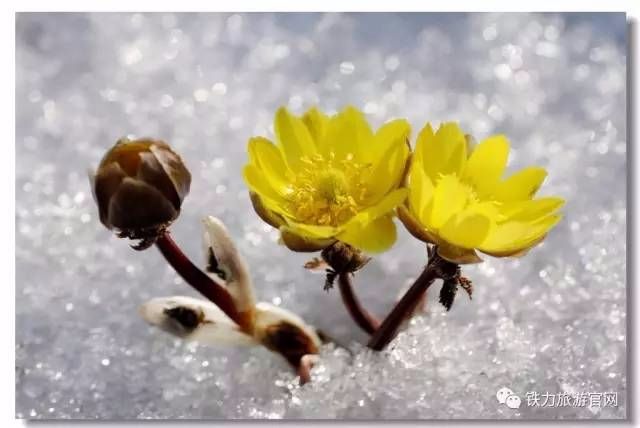 冰凌花我就那么骄傲