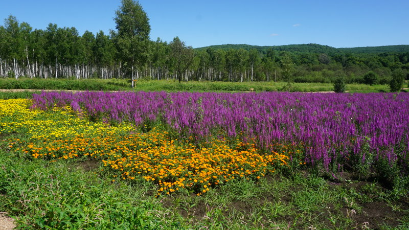 日月峡美景随行:香草河花海-千屈菜