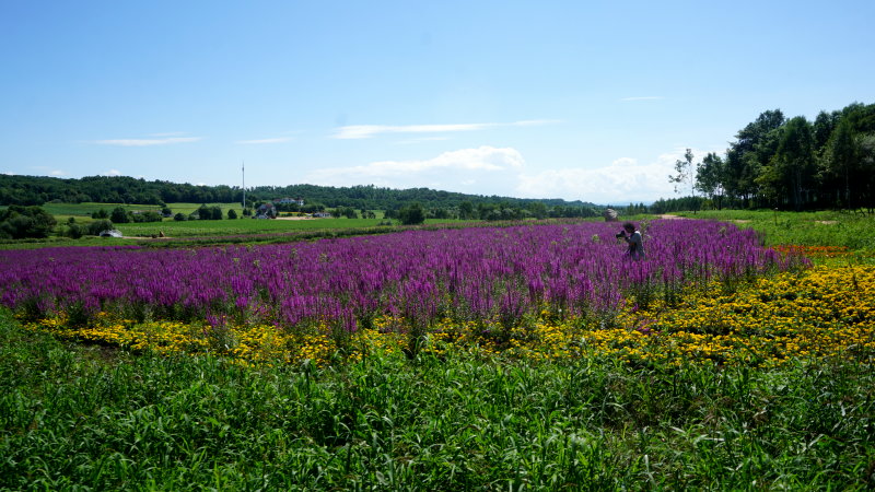 日月峡美景随行:香草河花海--千屈菜