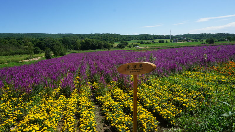 日月峡美景随行:香草河花海-千屈菜