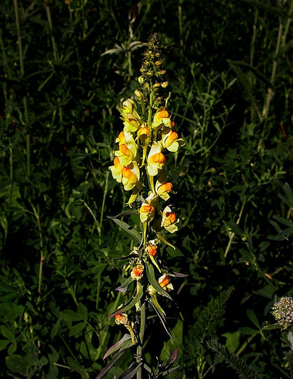 linaria_longicalcarata_327