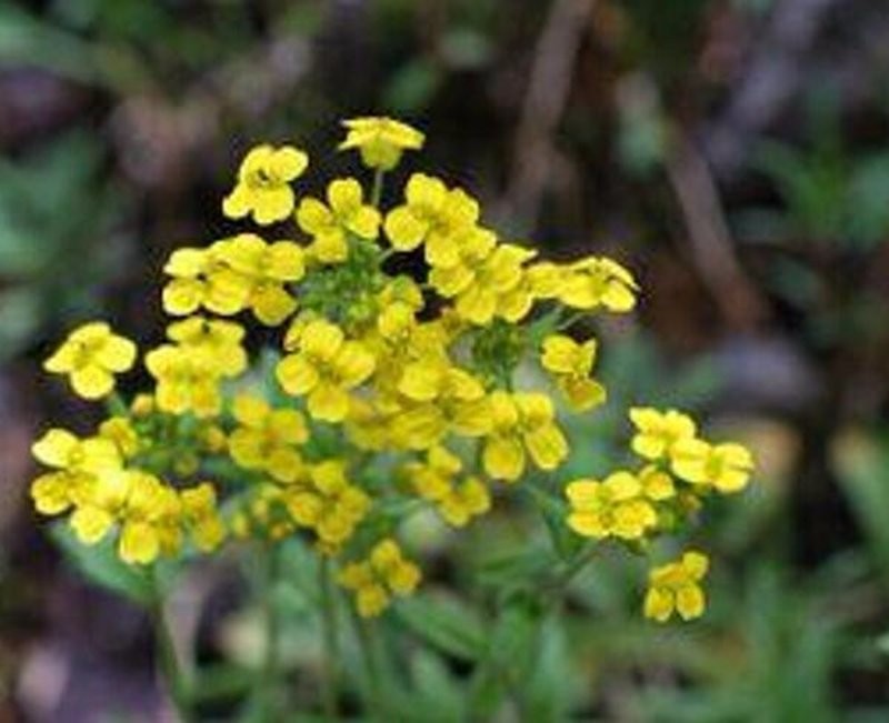 日月峡中草药猫耳菜葶苈