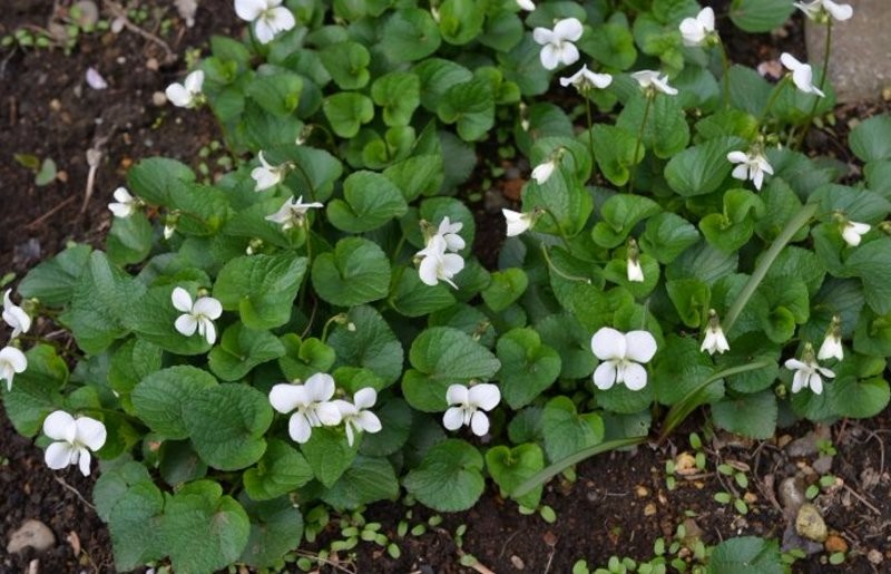 日月峡中草药:白花堇菜