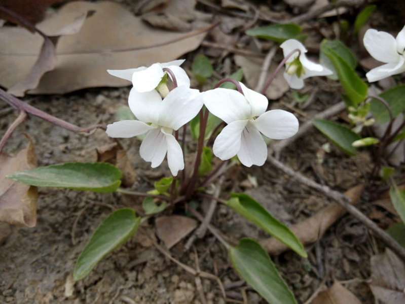 拔疔排毒治黄疸, 药用功效 1,清热解毒 白花堇菜全草可以入药,入药