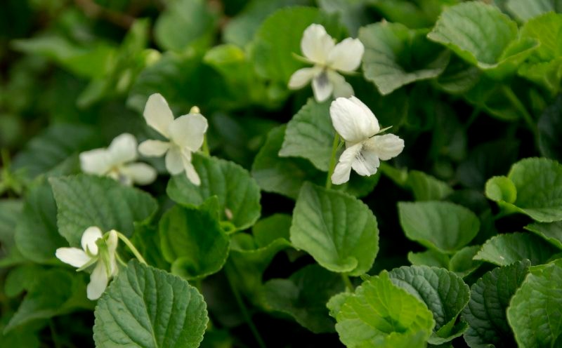 拔疔排毒治黄疸, 药用功效 1,清热解毒 白花堇菜全草可以入药,入药