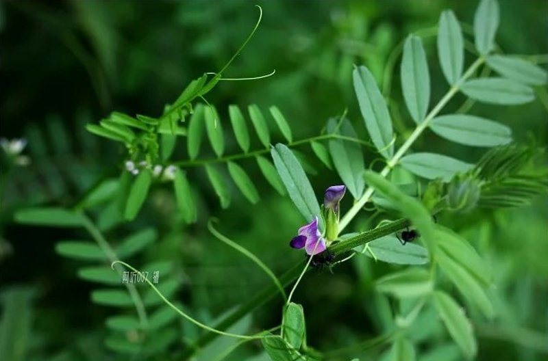 日月峡中草药小巢菜