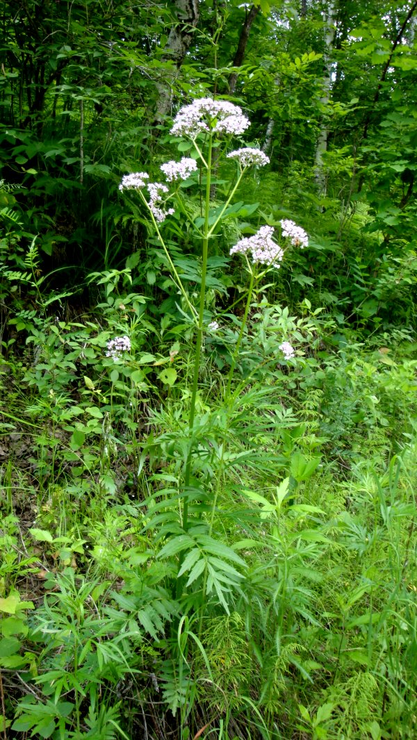 日月峡中草药:缬草