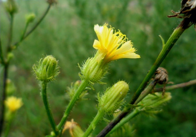 日月峡中草药:兴安毛莲菜