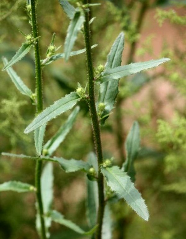 日月峡中草药:兴安毛莲菜