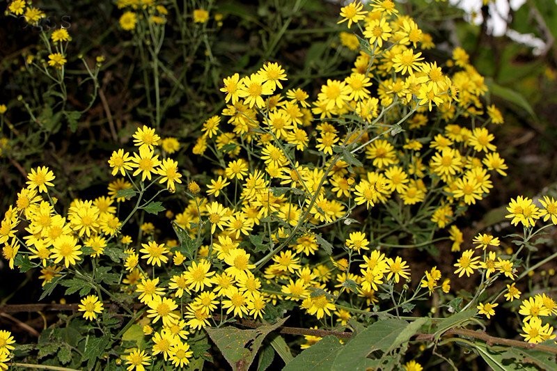 急性化脓性炎症:鲜野菊花及菊花叶30—60g,水煎服用,配以其花及