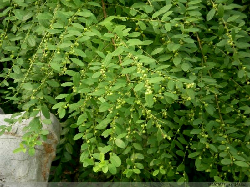 小儿麻痹后遗症,    别名 小粒蒿,横子,粉条,老鼠牙,马扫帚牙,小孩拳