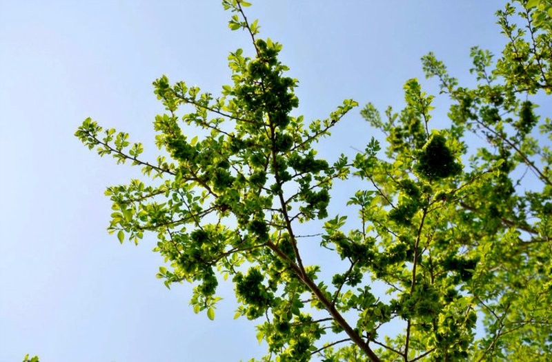 日月峡中草药:榆花