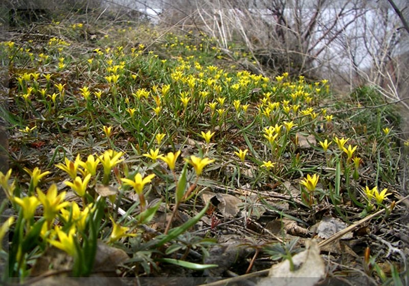 日月峡中草药:顶冰花