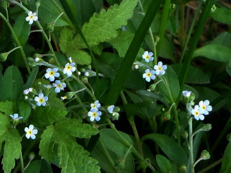 日月峡中草药:森林附地菜