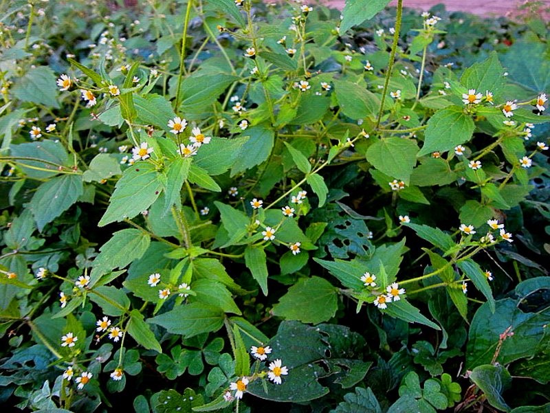 日月峡中草药:辣子草