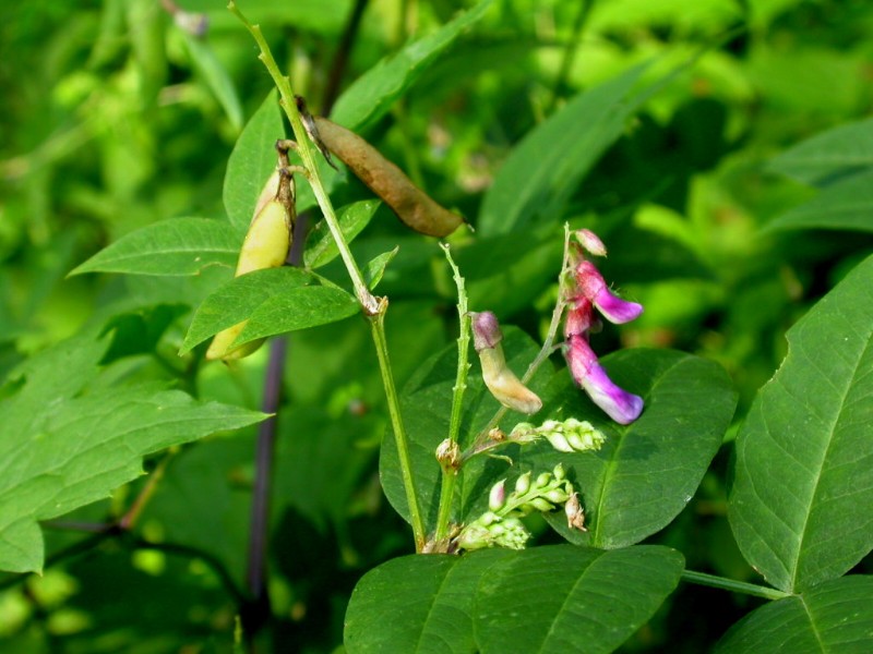 退黄消肿,    大巢菜,正名:大野豌豆,别名:薇,薇菜,大巢菜,山扁豆,山